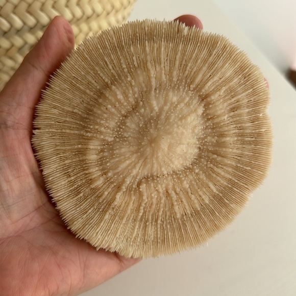 Mushroom Coral Beachy Decor - Picture 4 of 7